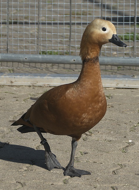 兴奋